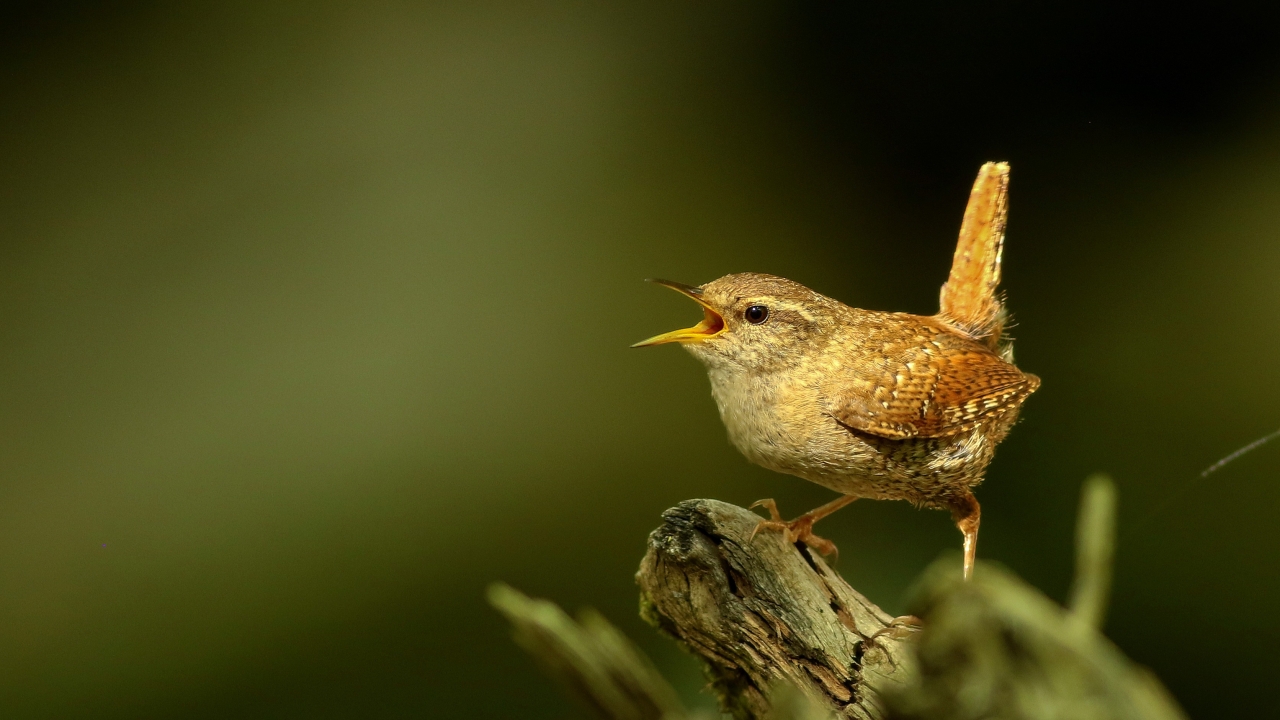 Çitkuşu  (Troglodytes troglodytes)