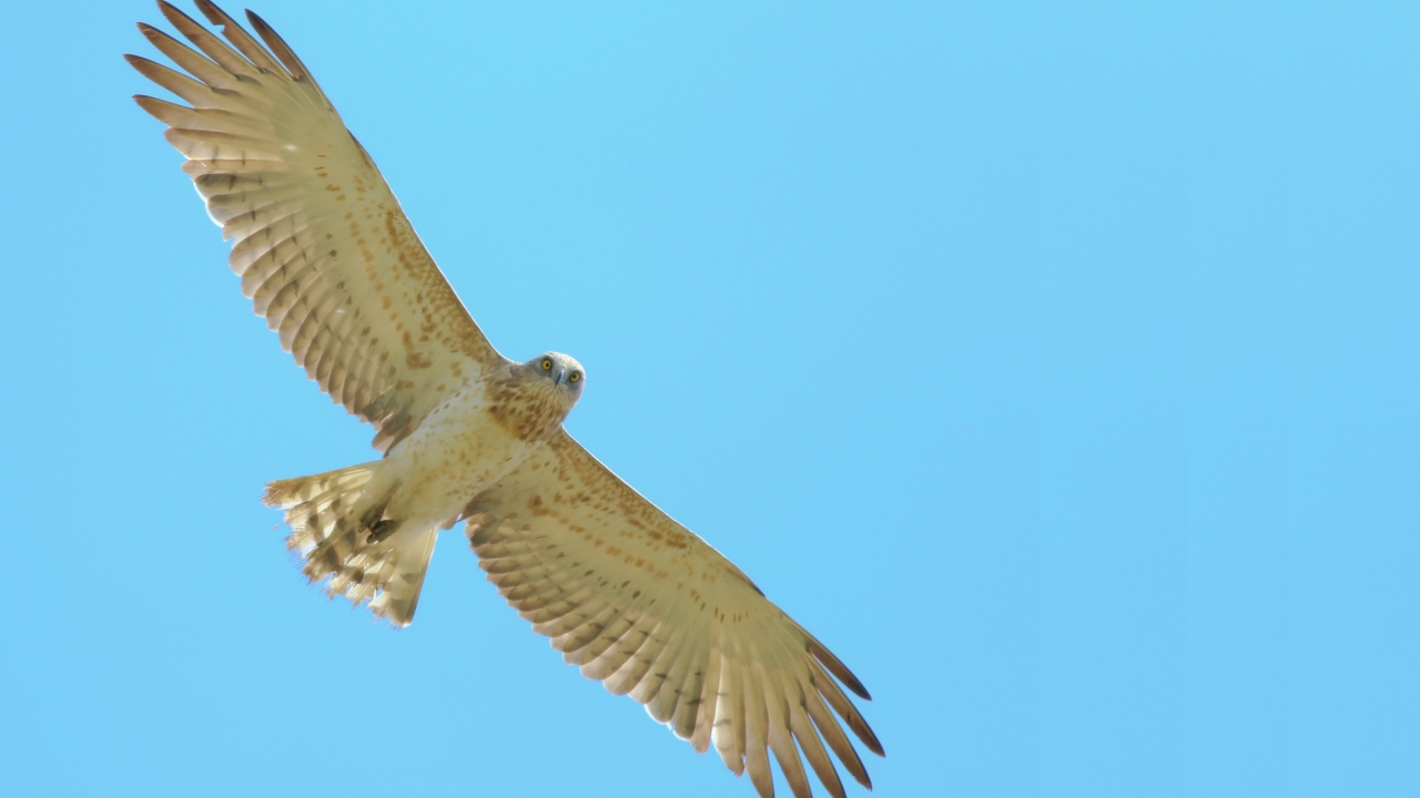 Yılan kartalı  (Circaetus gallicus)