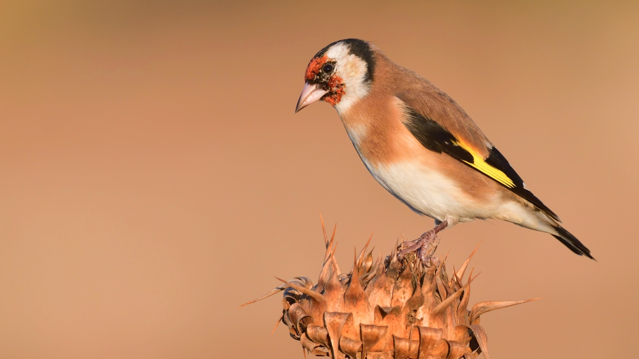 Saka   (Carduelis carduelis)