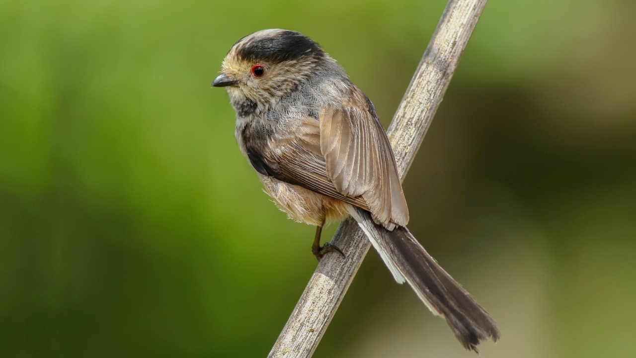 Uzunkuyruklu baştankara  (Aegithalos caudatus)