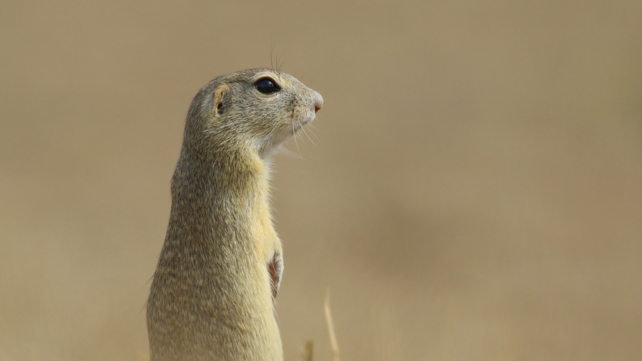 Gelengi-Avrupa Yersincabı (Spermophilus citellus)