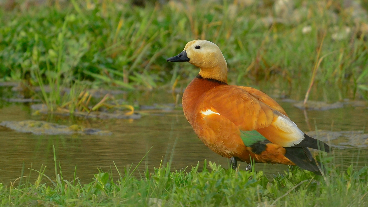 Angıt (Tadorna ferruginea)