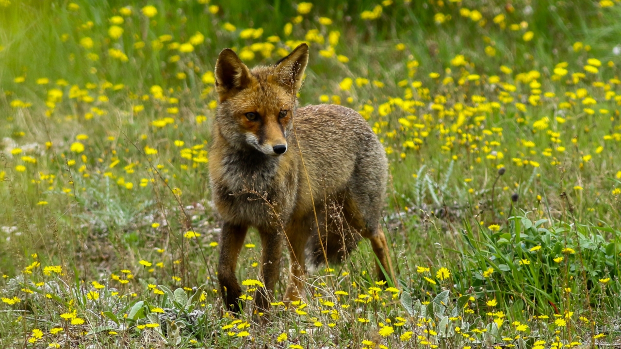 Tilki (Vulpes vulpes)