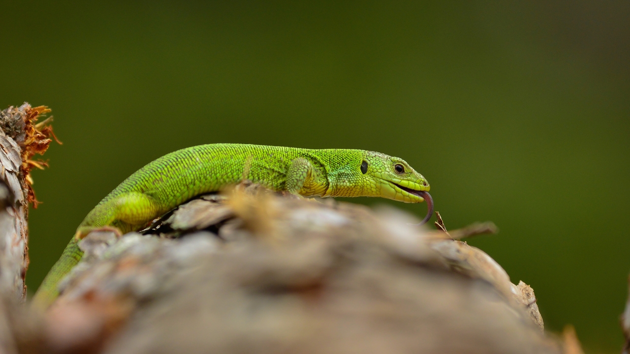 İri yeşil kertenkele (Lacerta trilineata)