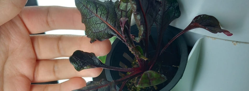 Geleceğin Şefleri Kampüste Hasat Yapıyor: ÇOMÜ Gastronomi Öğrencilerinden Sürdürülebilir Tabaklar
