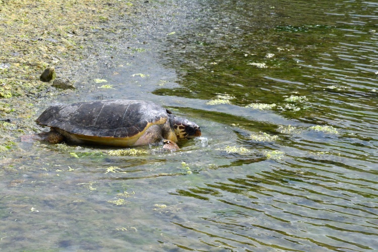 ’Caretta Caretta Özgür’ Doğal Yaşam Alanına Döndü