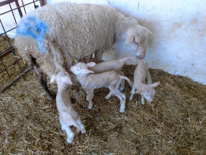 Ziraat Fakültesi Çiftliğinde Koyun Üretim Verimliliği Artıyor