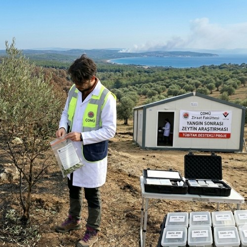 &Ccedil;OM&Uuml;&rsquo;den Yangın Sonrası Tarıma Bilimsel Dokunuş: Zeytinde Kritik Araştırma Başladı
